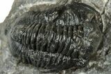 Bargain, Detailed Gerastos Trilobite Fossil - Morocco #311244-1